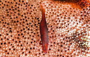 Red Sea Star Shrimp/Photographed with a Canon 60 mm macro... by Laurie Slawson 